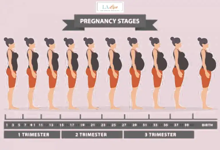 First Trimester (Weeks 1–12): Early Changes You Might Not Notice Horley